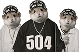 504-hamsters.png