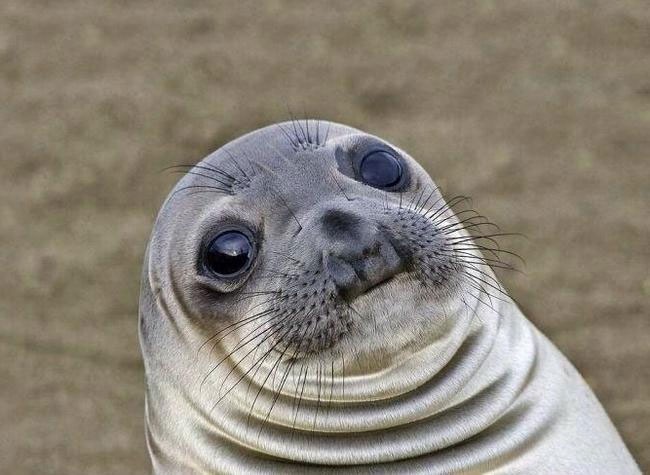 Meme template